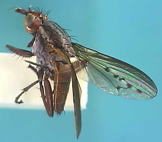 Hydromyia dorsalis